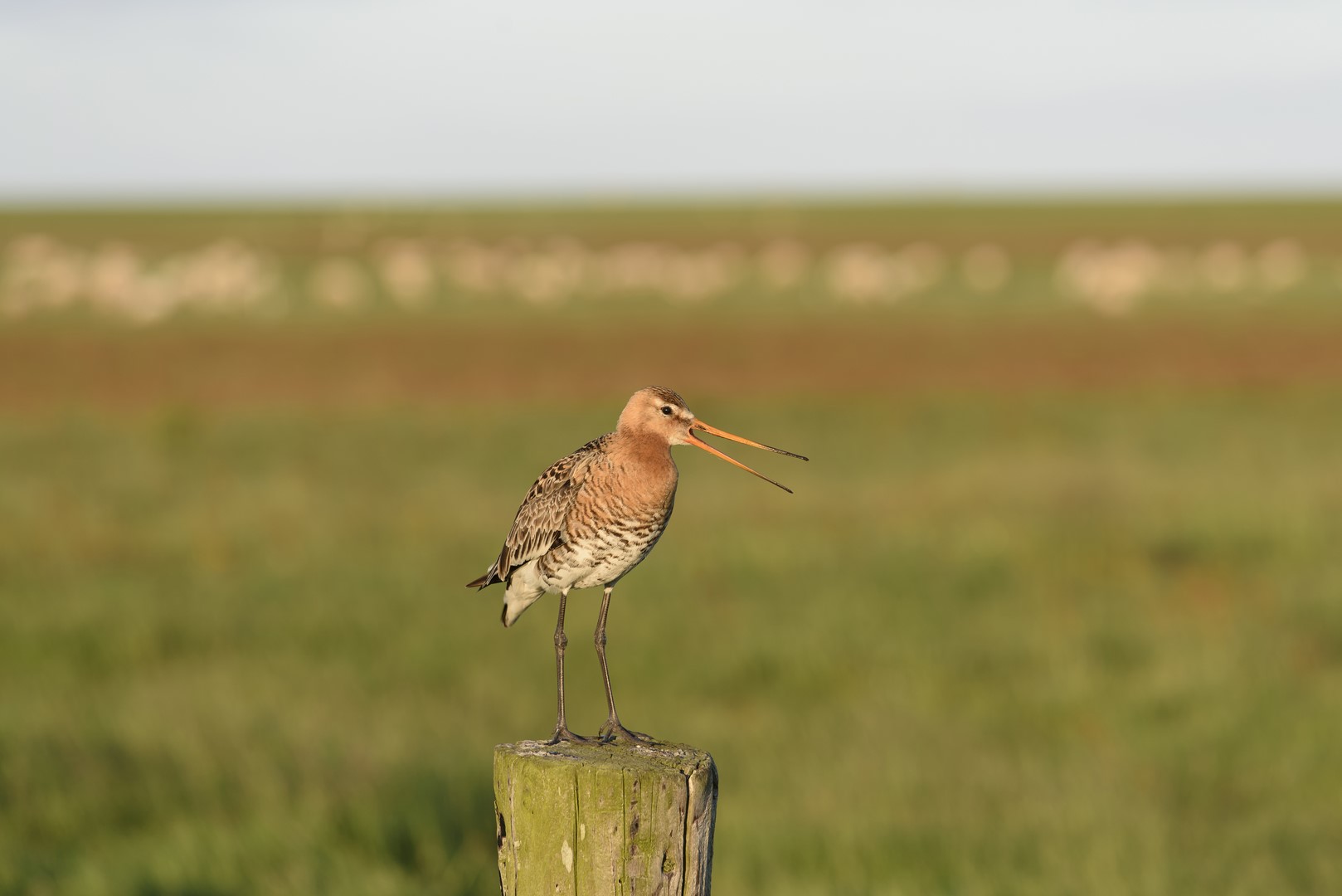 Gotwit sits on pole with its beak open, meadow sheep blurry background