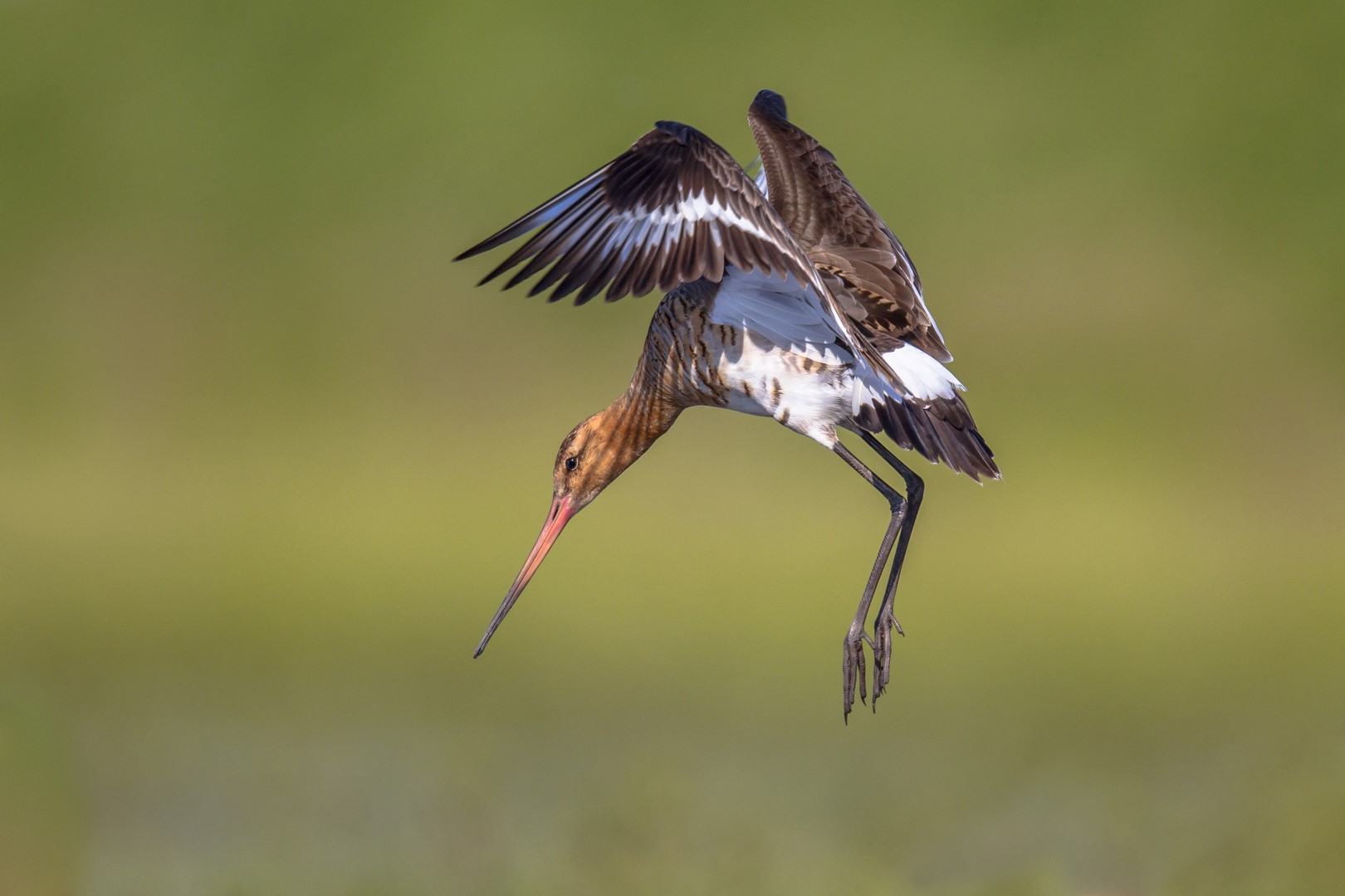 Black-tailed Godwit (Limosa limosa) wader bird in preparation for landing while flapping wings with feathers spread. Long legs are reaching for the ground